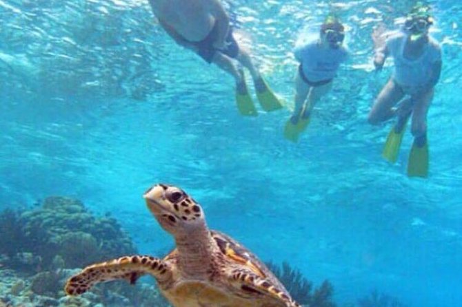 <span>11:15 AM </span>Snorkeling Stop
