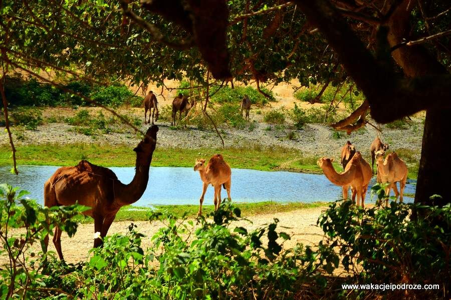 <span>12:00 PM</span>Discover Wadi Darbat